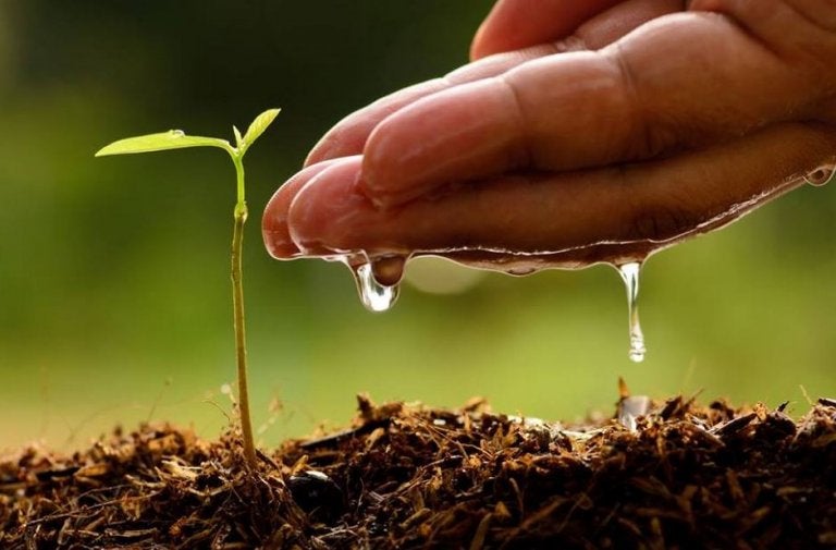  Construir el jardín en el encierro