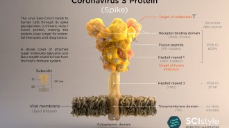 Coronavirus-S-Protein