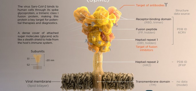 Coronavirus-S-Protein